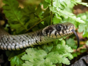 Pražská zoo probouzí zimující plazy a obojživelníky. Expozice se znovu plní životem