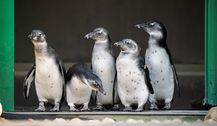 Malí tučňáci jsou venku, Safari Park Dvůr Králové láká na unikátní podívanou