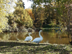 S blížícím se jarem přichází i hnízdění ptáků ve Stromovce. Správa parku žádá pejskaře o větší pozornost