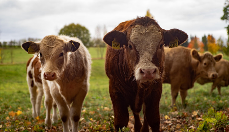 Farmáři chovali loni v Plzeňském kraji 150 574 kusů skotu. Jde o čtvrtý nejvyšší počet v rámci regionů ČR