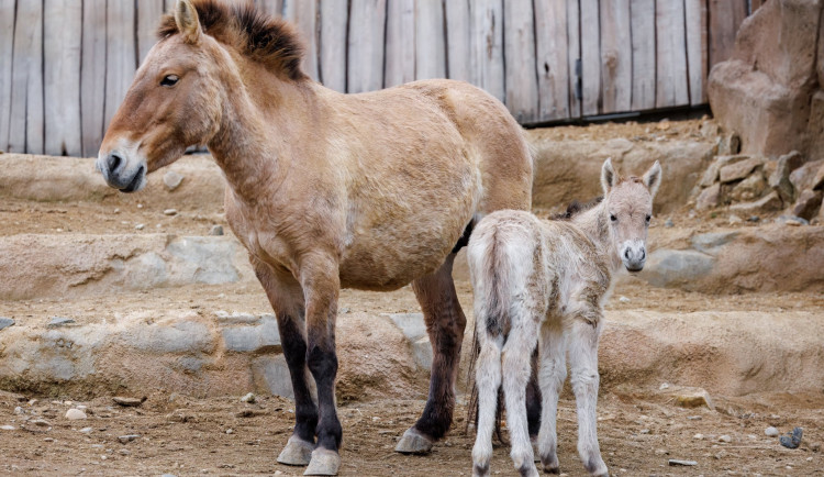 V pražské zoo se narodilo hříbě koně Převalského. Klisně ještě není ani týden, lze ji už ale vidět ve výběhu