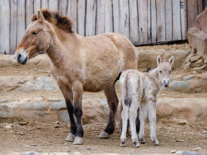 V pražské zoo se narodilo hříbě koně Převalského. Klisně ještě není ani týden, lze ji už ale vidět ve výběhu