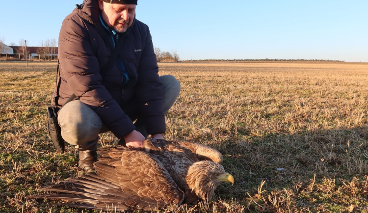 Orel mořský utrpěl těžká zranění. Může jít o následky souboje s jiným dravcem, vyloučit nelze střet s autem nebo s letadlem