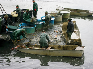 S nástupem jara vyloví rybáři osm pražských rybníků. Součástí výlovů bude i doprovodný program pro děti