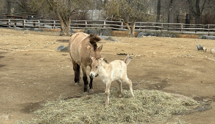 VIDEO: Hříbě koně Převalského v Zoo Praha dostalo jméno Dagina. Vybral ho mongolský prezident