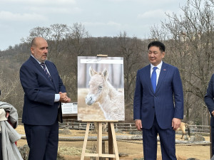 VIDEO: Hříbě koně Převalského v Zoo Praha dostalo jméno Dagina. Vybral ho mongolský prezident