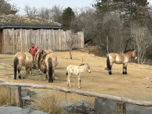 VIDEO: Hříbě koně Převalského v Zoo Praha dostalo jméno Dagina. Vybral ho mongolský prezident