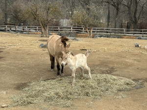 VIDEO: Hříbě koně Převalského v Zoo Praha dostalo jméno Dagina. Vybral ho mongolský prezident