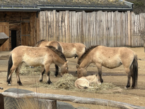 VIDEO: Hříbě koně Převalského v Zoo Praha dostalo jméno Dagina. Vybral ho mongolský prezident