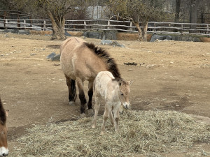 VIDEO: Hříbě koně Převalského v Zoo Praha dostalo jméno Dagina. Vybral ho mongolský prezident