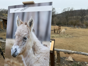 VIDEO: Hříbě koně Převalského v Zoo Praha dostalo jméno Dagina. Vybral ho mongolský prezident