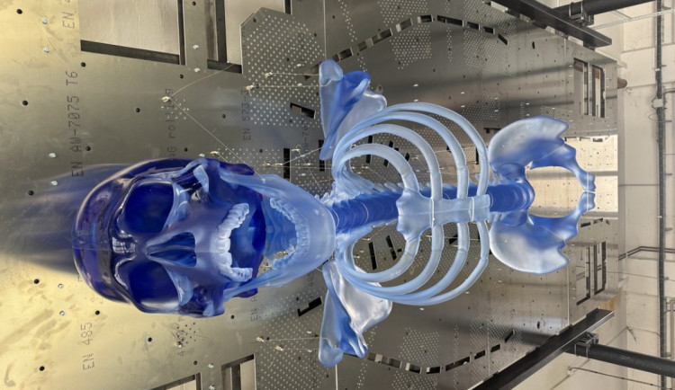 V Železném Brodě vyrobili skláři největšího skleněného kostlivce světa. Zdobit bude obchodní dům Máj