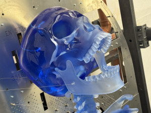 V Železném Brodě vyrobili skláři největšího skleněného kostlivce světa. Zdobit bude bývalý obchodní dům Máj