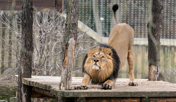 Zoo Praha slaví 95 let od příchodu prvního lva, návštěvníky čeká speciální krmení