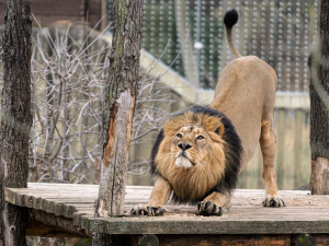 Zoo Praha slaví 95 let od příchodu prvního lva, návštěvníky čeká speciální krmení