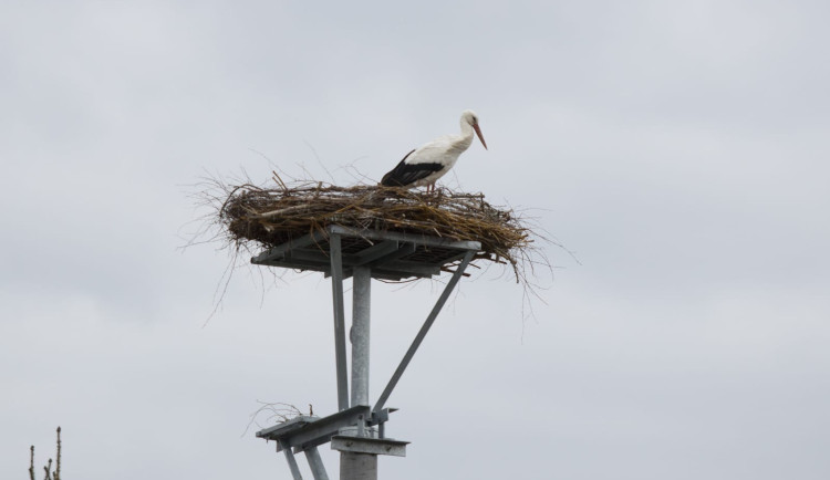 Radost v Dolní Řasnici na Frýdlantsku. Čapí pár Vasil a Žofka novým hnízdištěm nepohrdl a zabydluje se v něm
