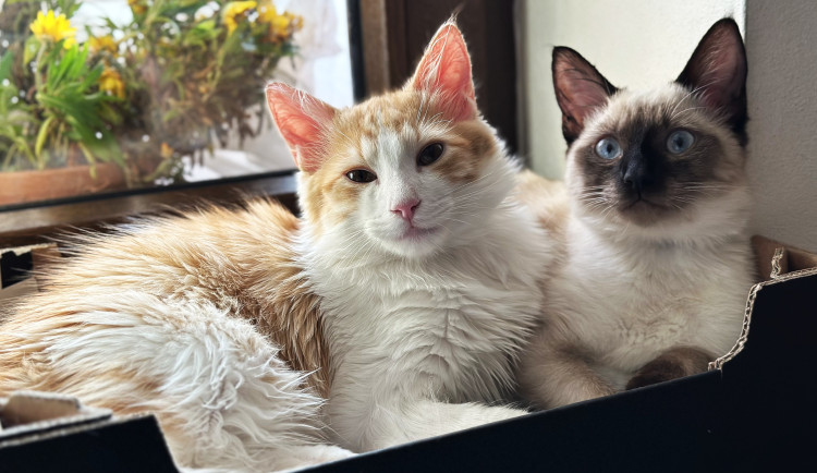 Kočičí útulek získal od kraje půl milionu korun na vybudování nových prostor. Spolek se stará o 100 koček