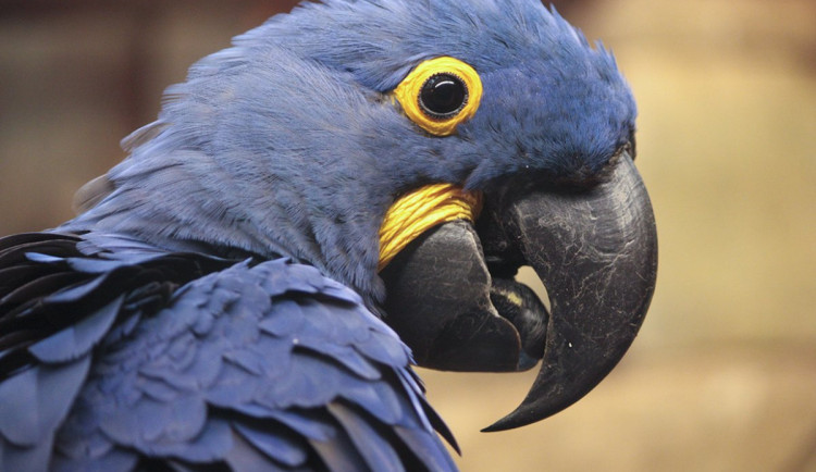 Vyraz do zoo v modrém, vstupné budeš mít za půlku. Liberecká zoo se přidala ke Světovému dni porozumění autismu