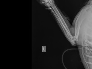 Policista postřelil v Praze psa.