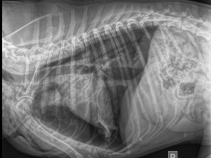 Policista postřelil v Praze psa.