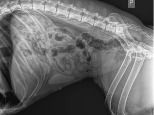 Policista postřelil v Praze psa.