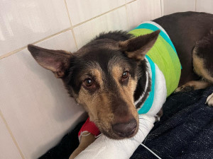 Policista postřelil v Praze psa.