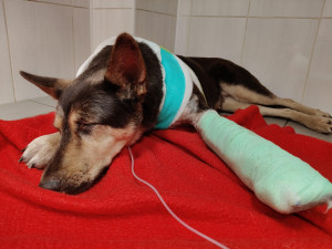 Policista postřelil v Praze psa.