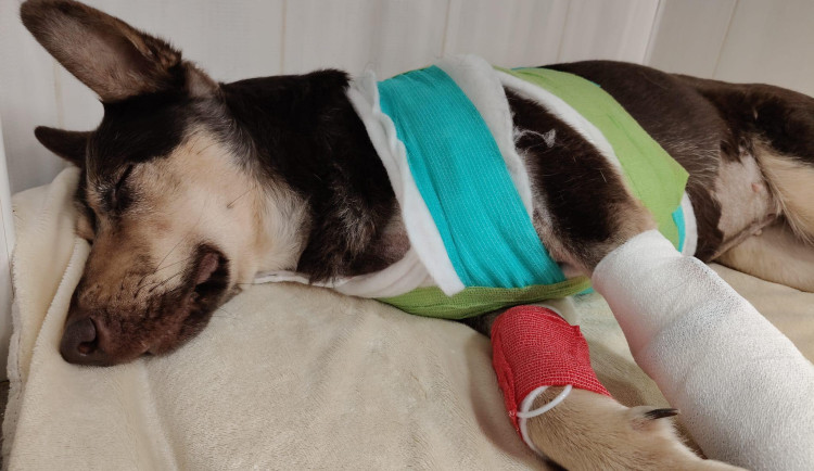 Policista postřelil v Praze psa.