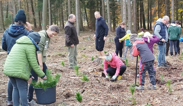 Na Den pro les připravili organizátoři 3 500 sazenic stromů. Zájemci je mohou přijít vysadit
