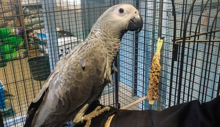 Samička papouška žako se ztratila majiteli při přepravě na vlakovém nádraží a odletěla na prohlídku města