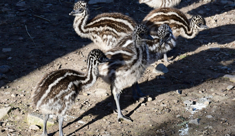 Mláďata v olomoucké zoo. Na Svatém kopečku mají devět nových ptáků emu