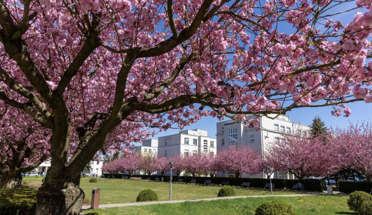 Špatná kombinace léků? Hradecká nemocnice nabízí bezplatné konzultace