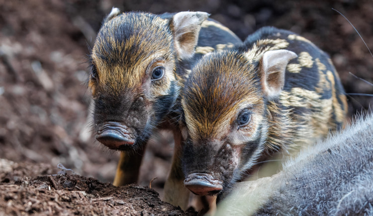 Mládaťa mohou návštěvníci vidět v pavilonu Rezervace Dja.