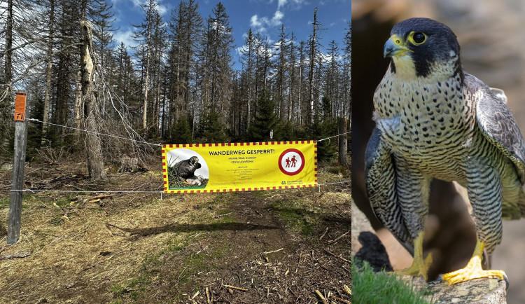 Kvůli hnízdění sokolů a tetřevů se uzavřelo několik cest na Šumavě a v Bavorském lese