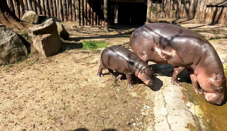 VIDEO: Mládě hrošíka liberijského chodí ven, návštěvníci ho tam mohou spatřit