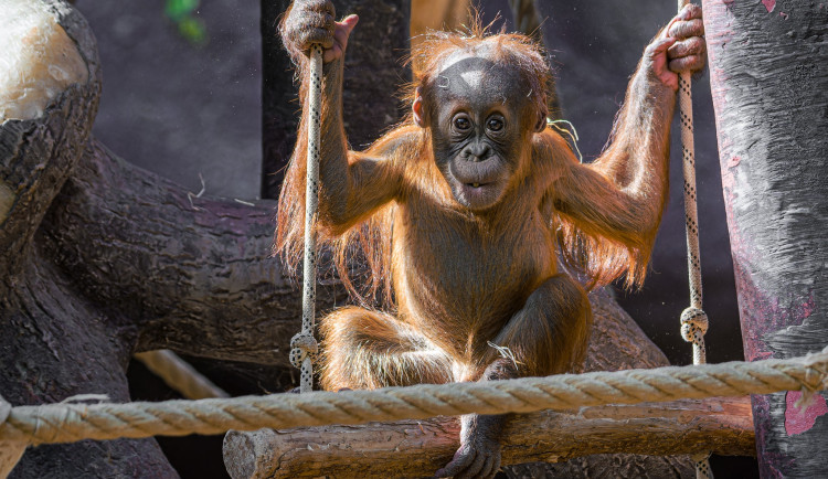 Orangutan Harapan oslavil v pražské zoo první narozeniny, dostal ovoce v termitišti
