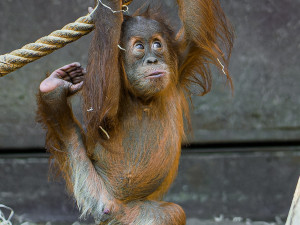 Orangutan Harapan oslavil v pražské zoo první narozeniny, dostal ovoce v termitišti