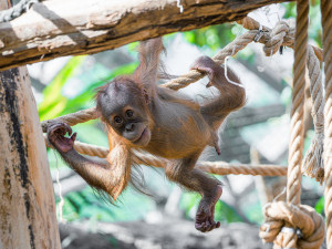 Orangutan Harapan oslavil v pražské zoo první narozeniny, dostal ovoce v termitišti