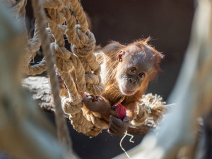 Orangutan Harapan oslavil v pražské zoo první narozeniny, dostal ovoce v termitišti