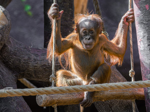 Orangutan Harapan oslavil v pražské zoo první narozeniny, dostal ovoce v termitišti