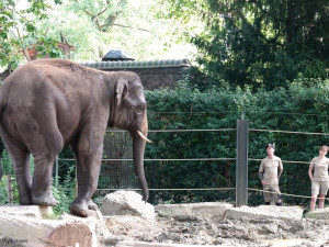 Slon Max z pražské zoo si užívá nový domov v Antverpách, miluje plavání