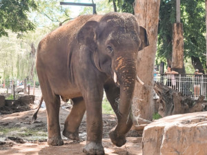 Slon Max z pražské zoo si užívá nový domov v Antverpách, miluje plavání