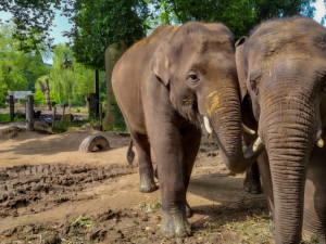 Slon Max z pražské zoo si užívá nový domov v Antverpách, miluje plavání