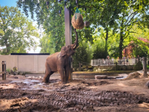 Slon Max z pražské zoo si užívá nový domov v Antverpách, miluje plavání