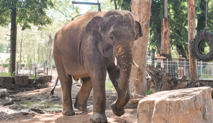 Slon Max z pražské zoo si užívá nový domov v Antverpách, miluje plavání