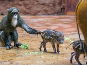 Alena, Blanka, Charles. Jména štětkounů v pražské zoo vybral americký astronaut Feustel