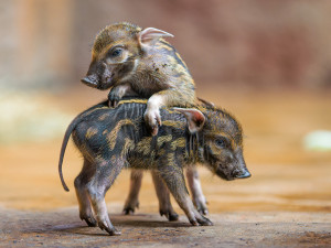 Alena, Blanka, Charles. Jména štětkounů v pražské zoo vybral americký astronaut Feustel