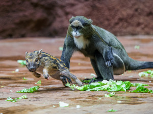 Alena, Blanka, Charles. Jména štětkounů v pražské zoo vybral americký astronaut Feustel