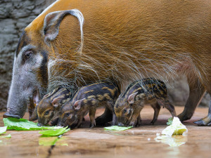 Alena, Blanka, Charles. Jména štětkounů v pražské zoo vybral americký astronaut Feustel