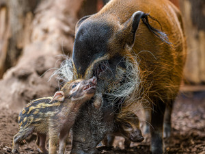 Alena, Blanka, Charles. Jména štětkounů v pražské zoo vybral americký astronaut Feustel